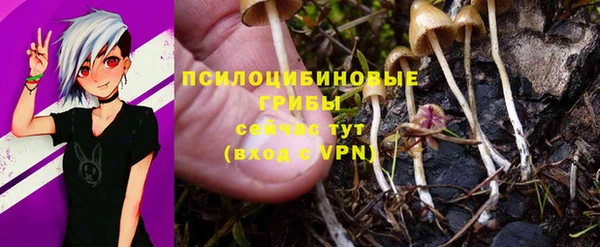 PSILOCYBIN Алзамай