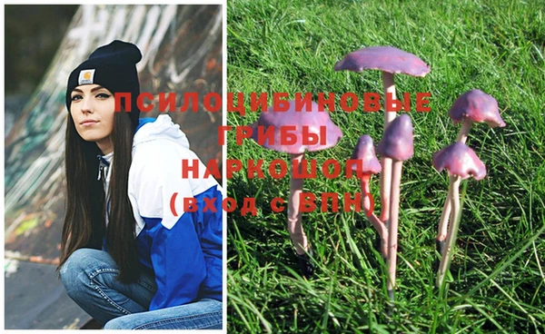 PSILOCYBIN Алзамай
